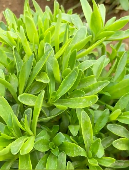 它是高钙菜,热炒凉拌都好吃,晒干泡茶都健康,适合老人和小孩!