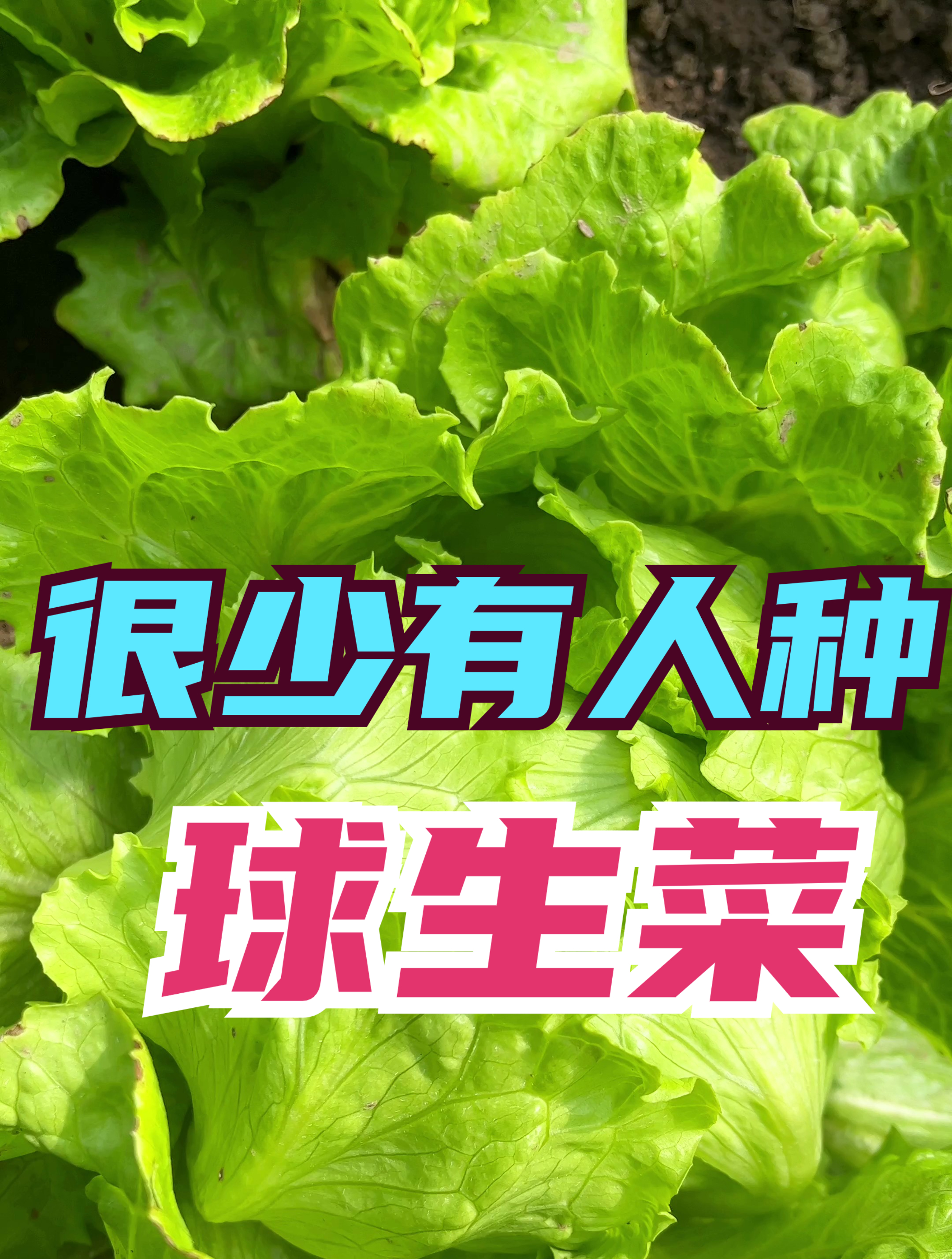 球生菜为什么种得少,是什么原因