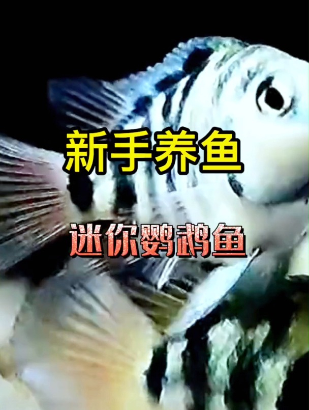 比较适合新手的迷你鹦鹉鱼,好养不挑,可以考虑一下