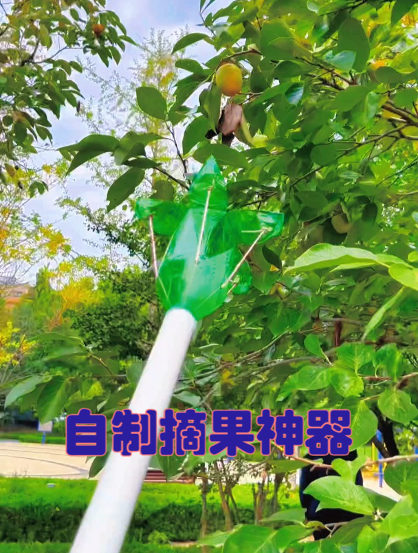 国庆小长假,带上自制的摘果神器和孩子到果园里体验摘果子的乐趣