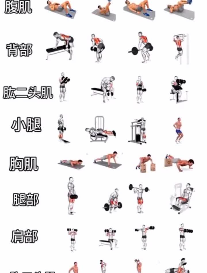 新手必备,全身肌肉教学,每天一个部位