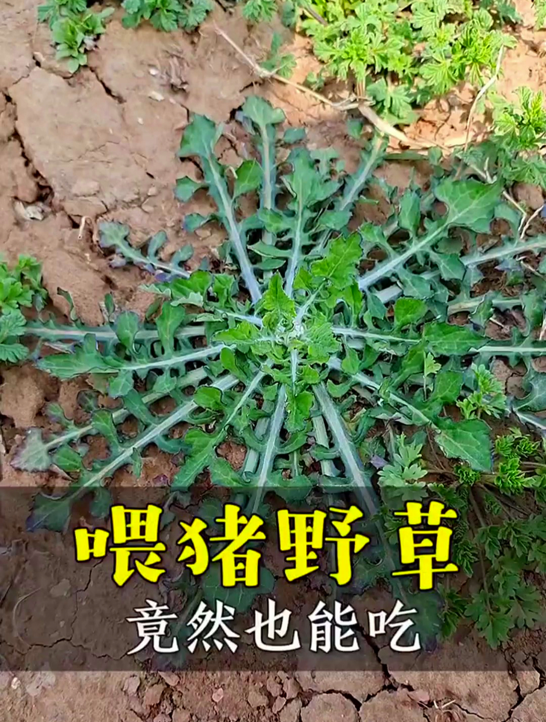 植物科普:泥胡菜,喂猪的野菜居然也可以吃,并且营养也很高!