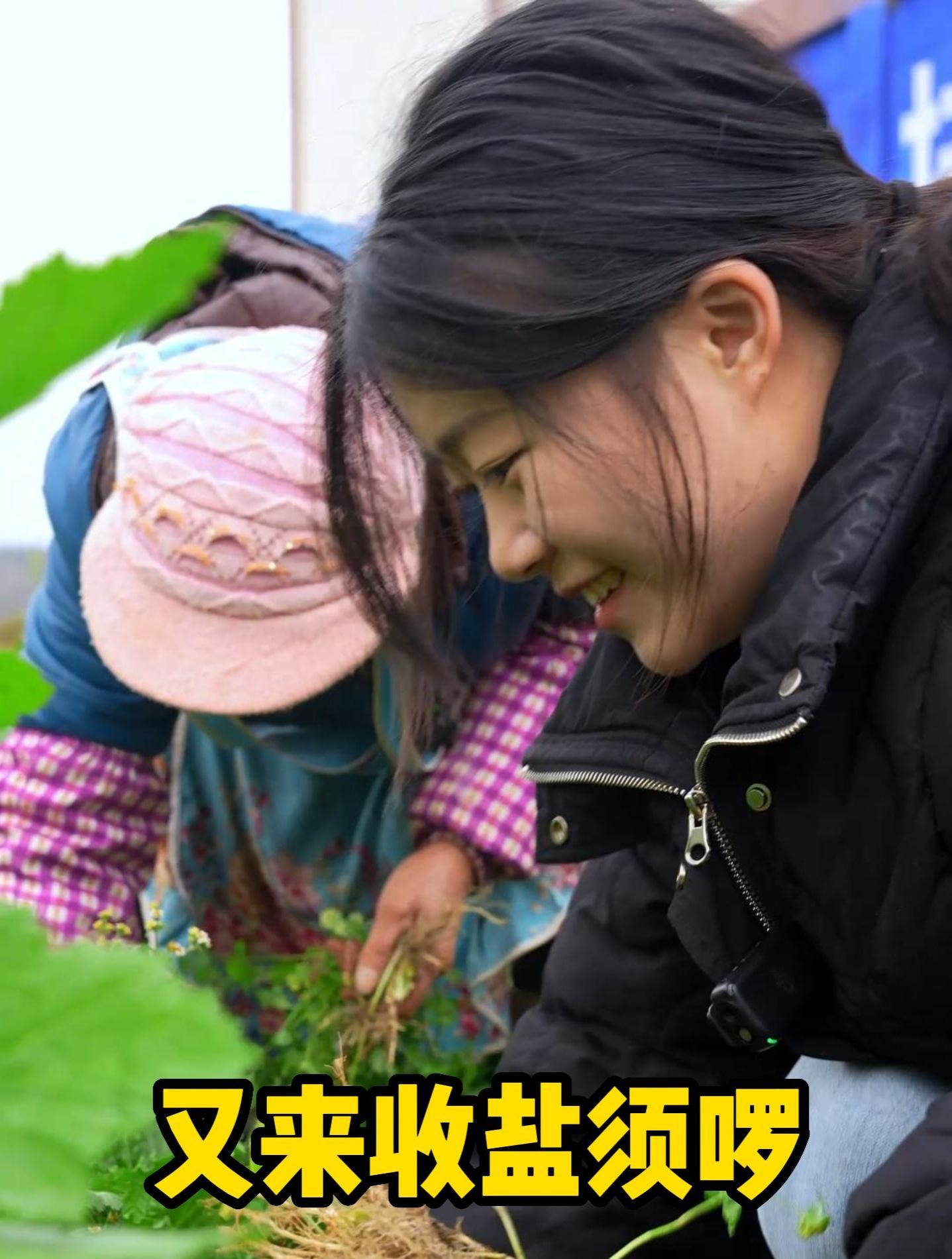 又来收盐须菜啰,竟然还有土鸡蛋