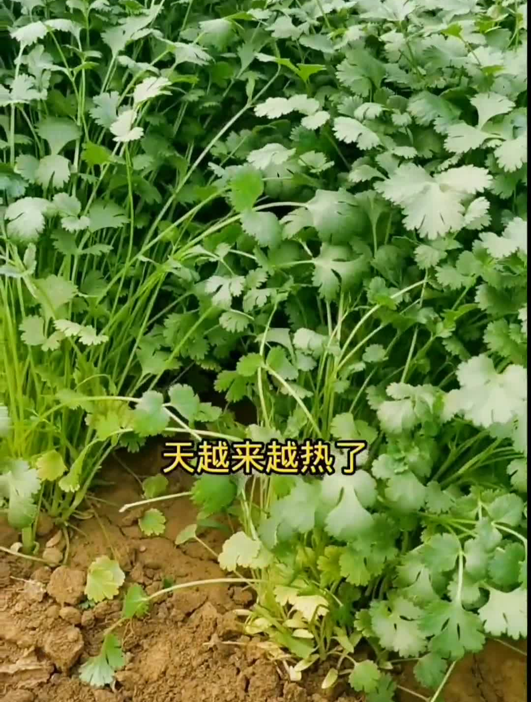 夏天也可以种香菜哟,喜欢的快种上一些吧耐热香