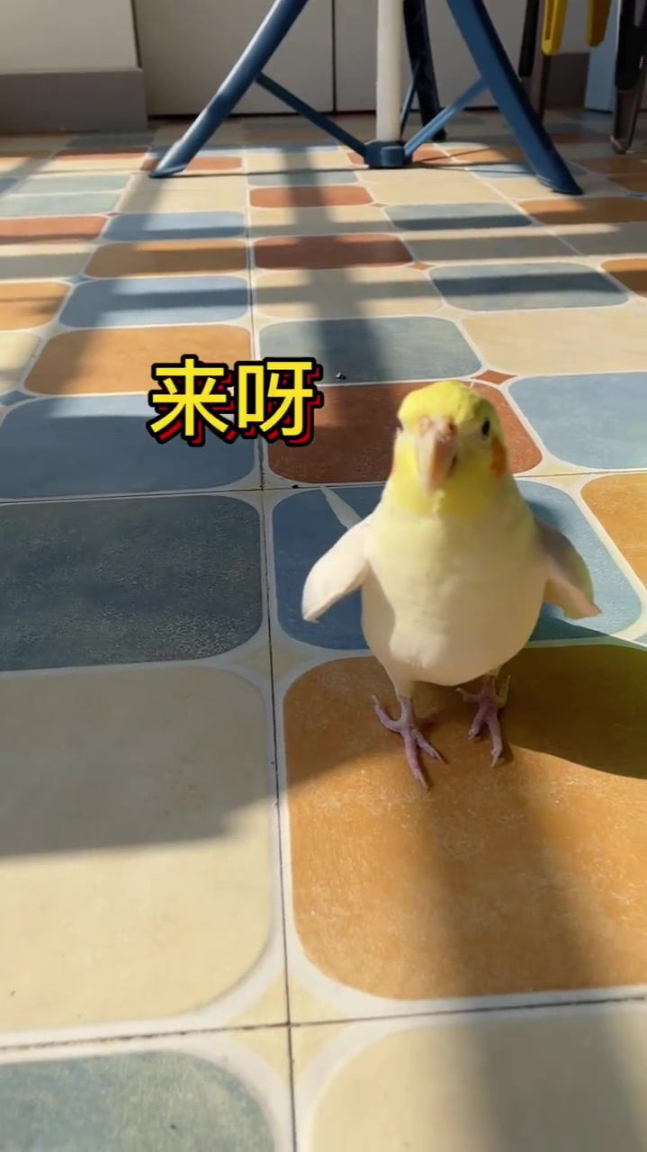 抢走小鸡心爱的拖鞋引发的斗殴