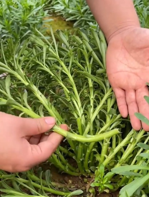 吃菜就能够补钙,说的就是既能当茶喝又能当菜吃的“养心菜”!