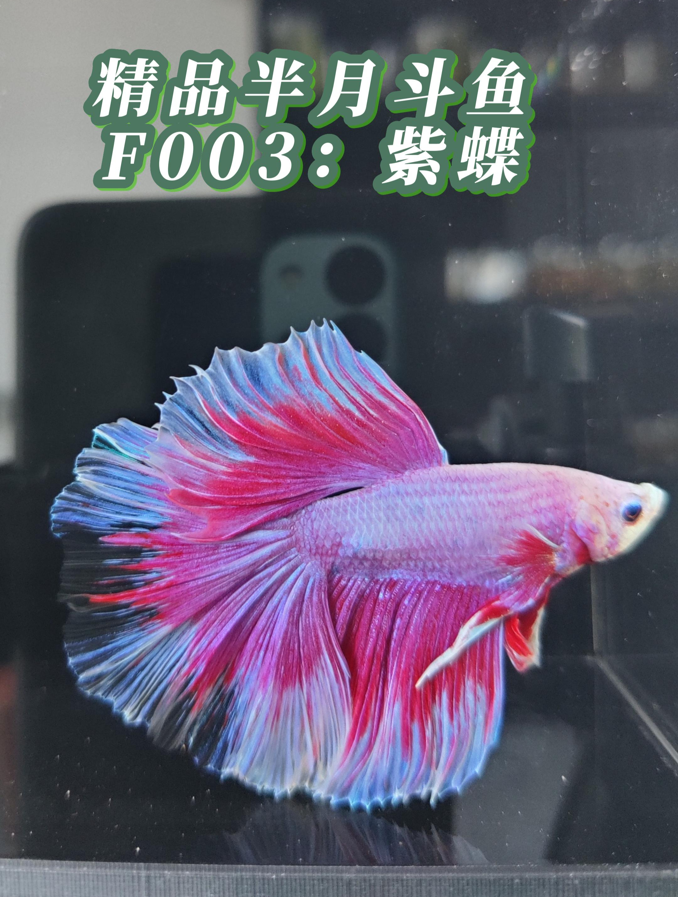 精品泰国斗鱼系列:半月公鱼F003 紫蝶