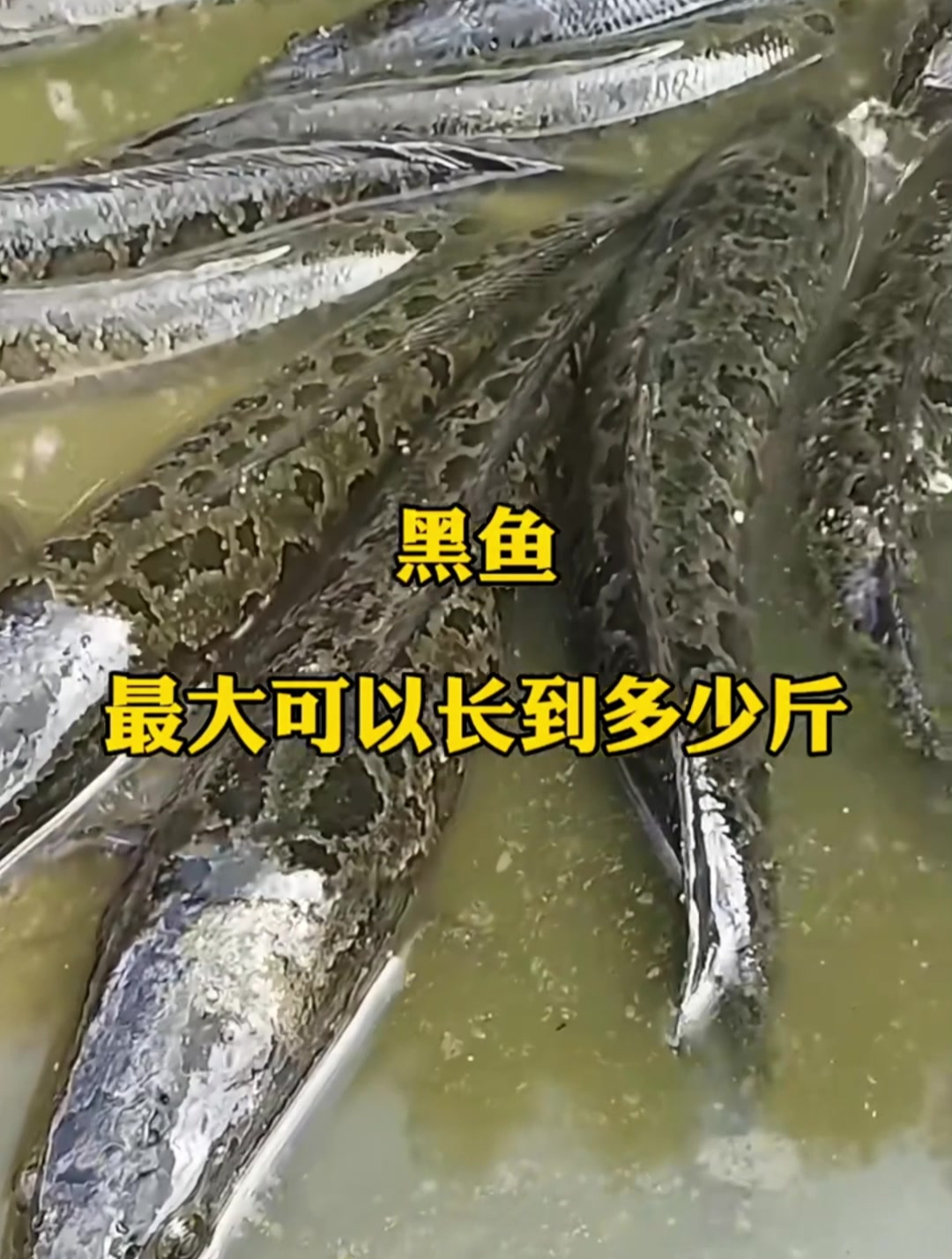 黑鱼最大可以长到多少斤,至今没有一个明确的答案