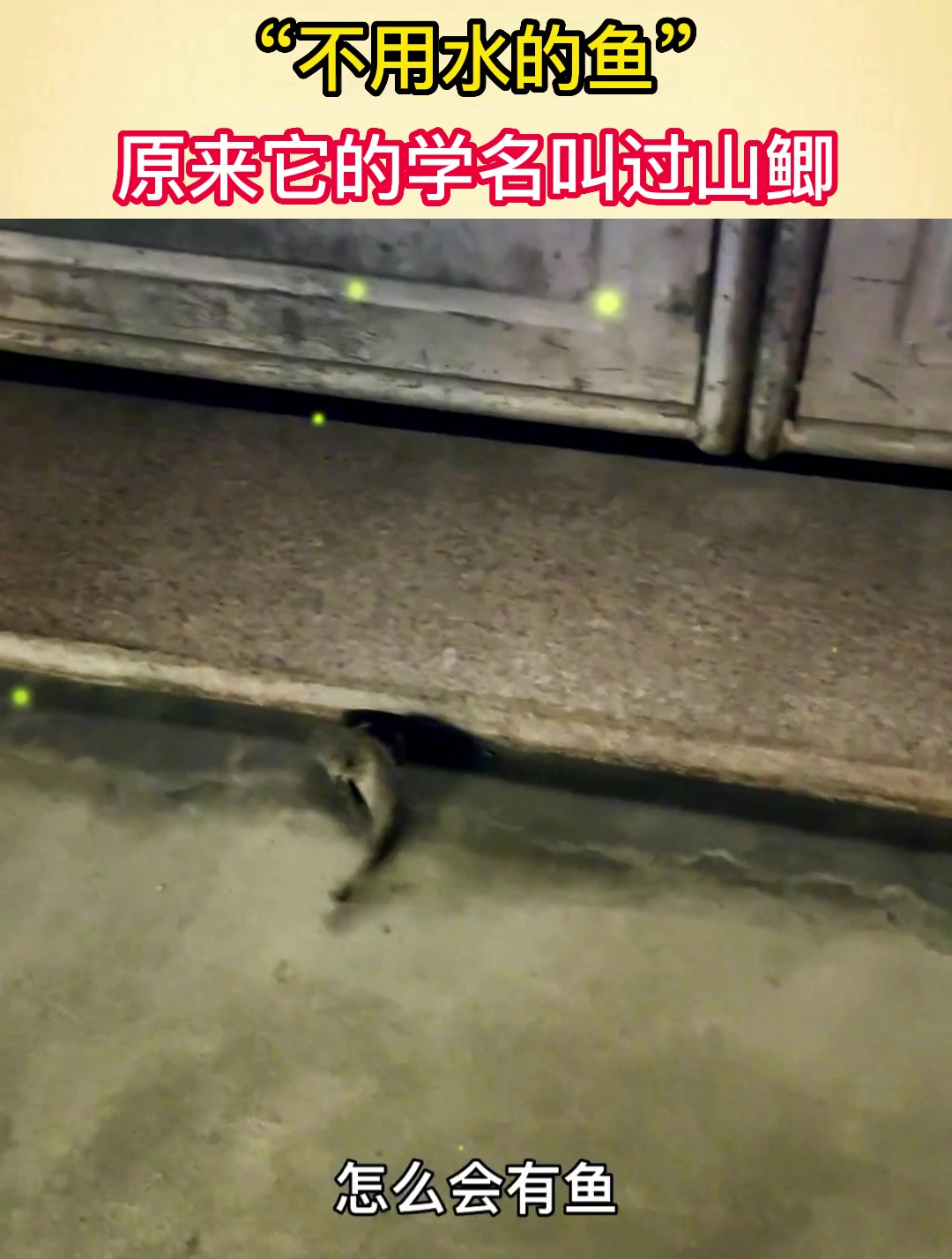 男子家门口发现,“不用水的鱼”,原来它的学名叫过山鲫!