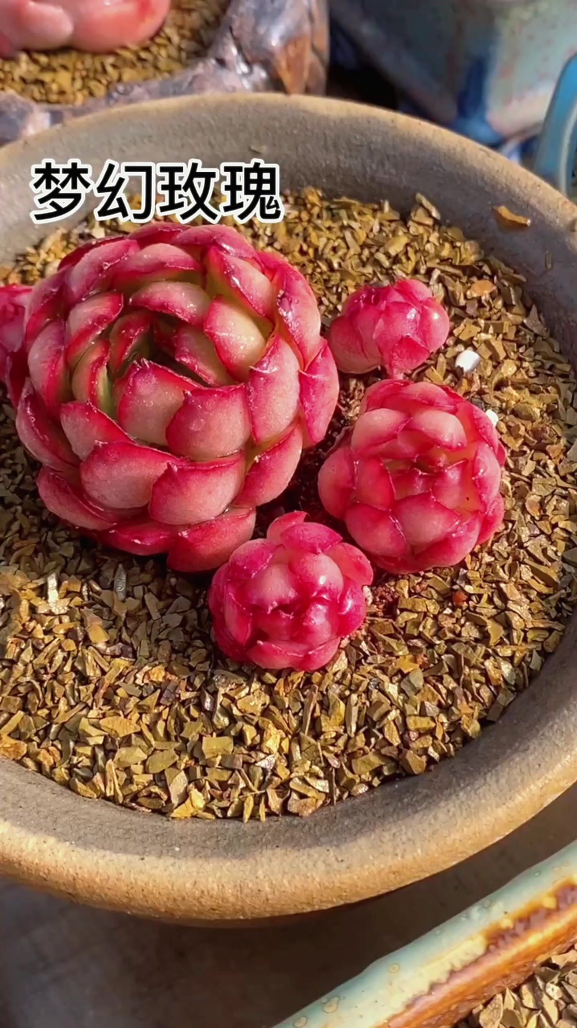 梦幻玫瑰多肉植物养护小常识!