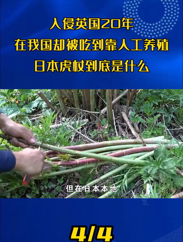 入侵英国20年,却在我国被吃到要靠人工养殖,日本虎杖到底是什么