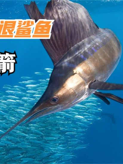 海洋中最快的鱼类!刺穿潜艇,吓退鲨鱼,剑鱼如何成为海洋霸主?