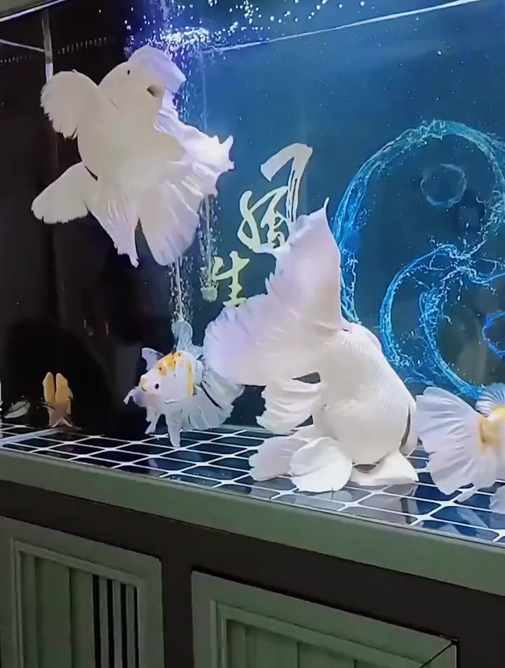 蝴蝶鲤 球形爆米花