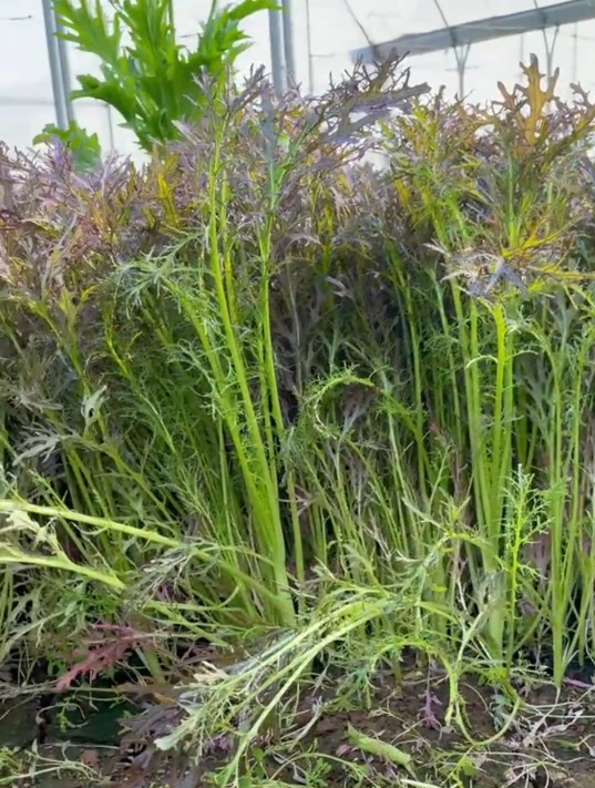 一长一大坨的“紫水晶菜”,这个蔬菜不仅好吃,营养还特别丰富!