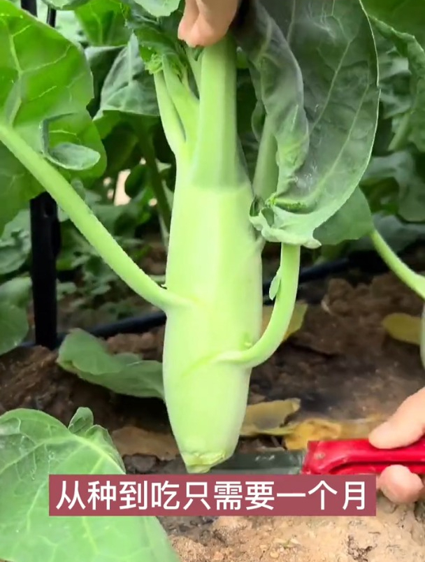 鸡腿芥蓝种植时间和移栽!