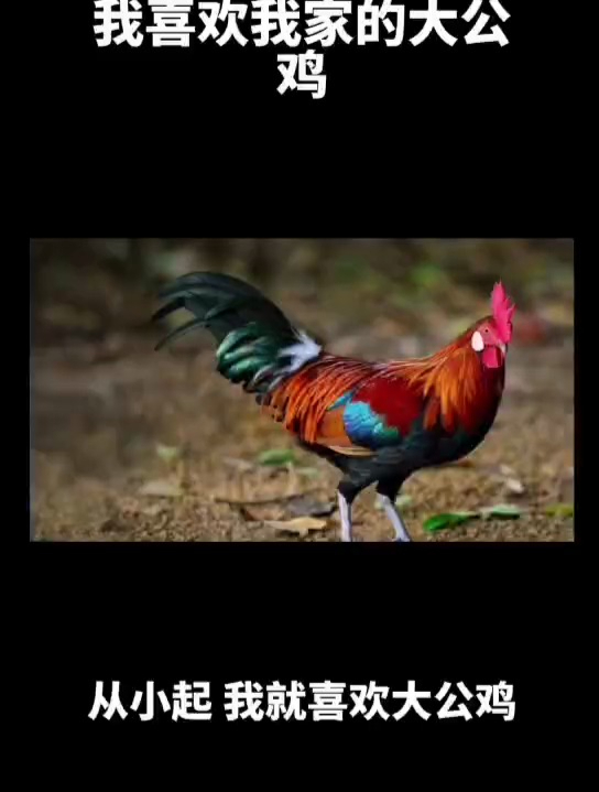 我喜欢我家的大公鸡