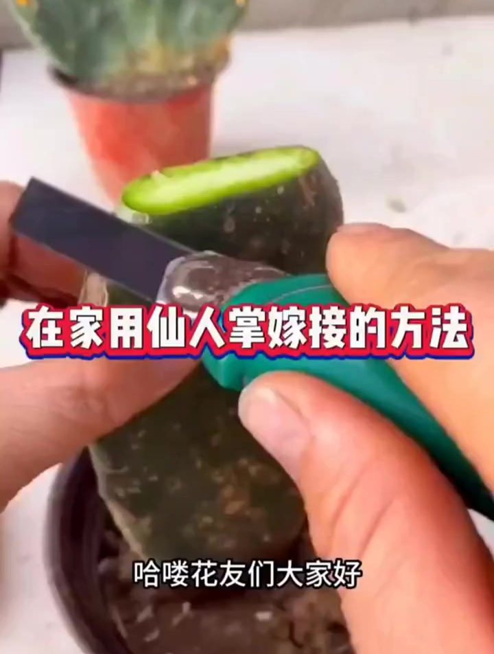在家用仙人掌嫁接的方法