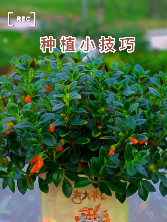 “金鱼吊兰”寓意年年有余,岁岁平安,还能释放氧气,有助睡眠!