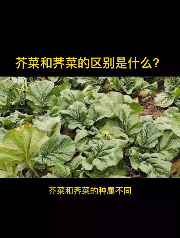芥菜和荠菜的区别是什么?