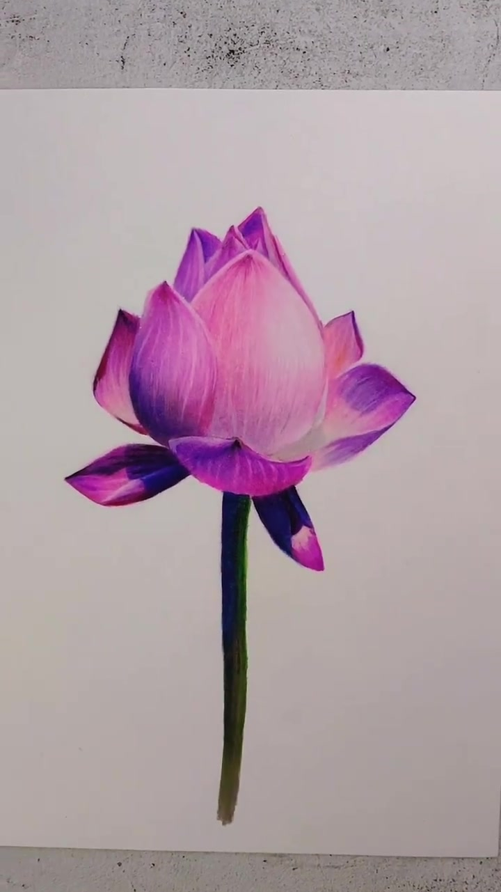荷花彩铅画,含苞待放