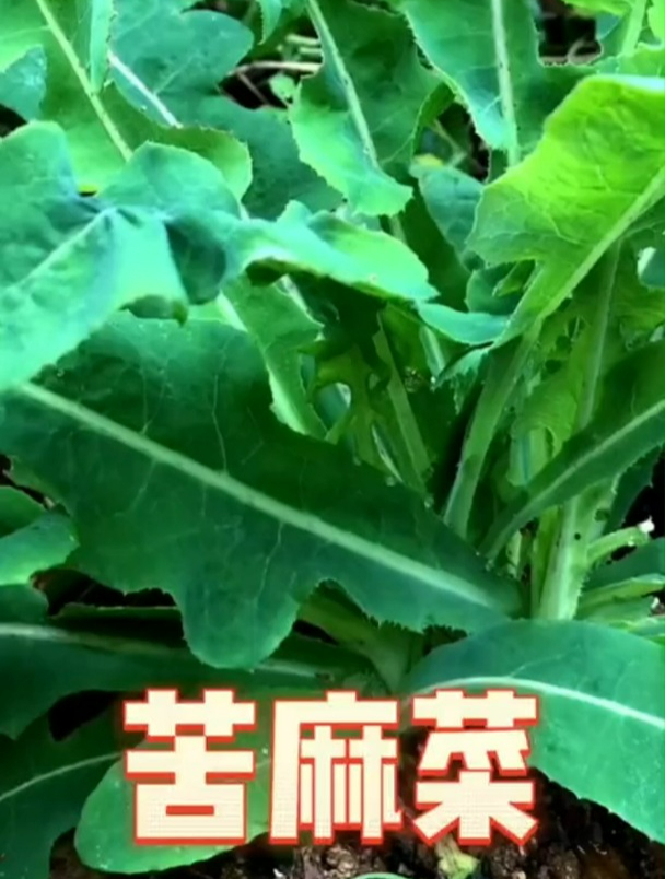 苦麻菜,一种膳食两用的野菜,小时候没少吃过它