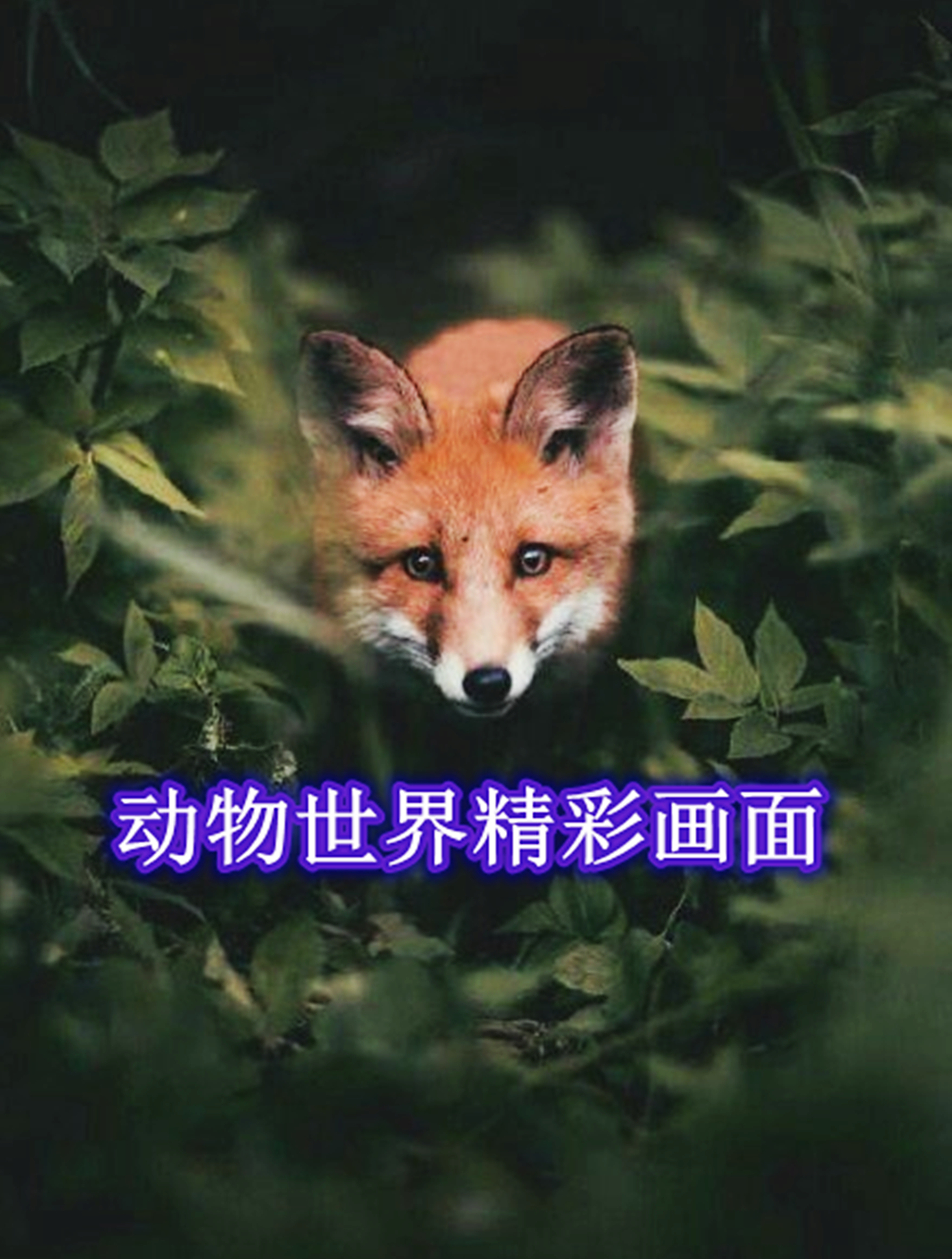 小鲨鱼死死咬住男人的肚子不放