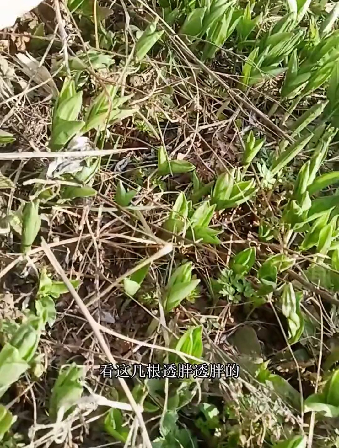 东北大山里就是好,山糜子成片长,怎么吃都可以