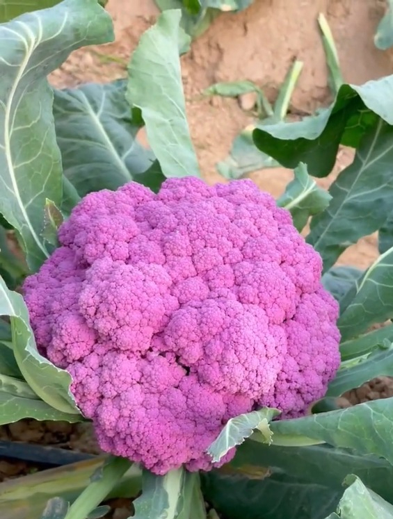 出生就是紫色的“花椰菜”,种植简单营养丰富,常吃身体棒!
