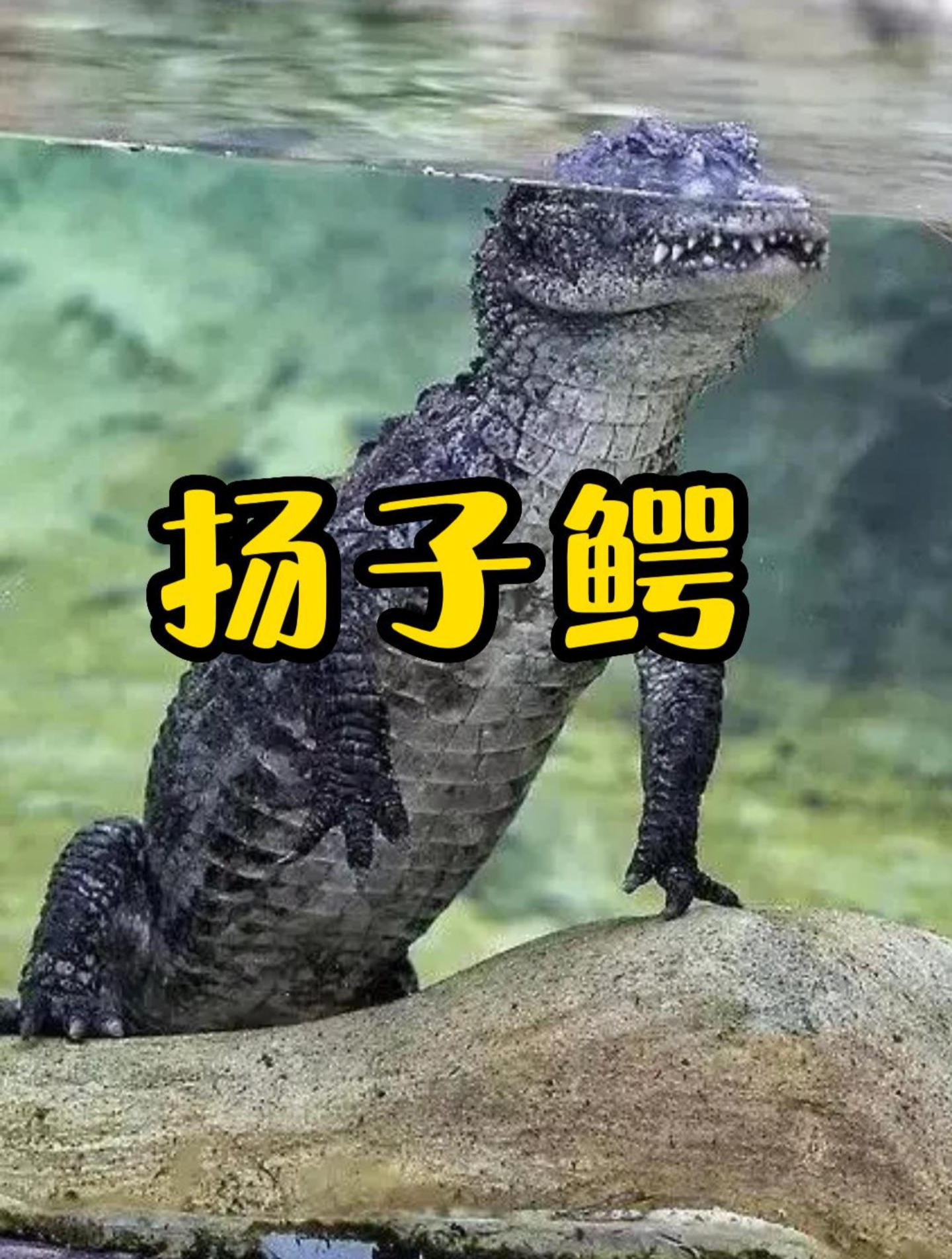 中国独有的萌系鳄鱼,爱吃田螺的扬子鳄!