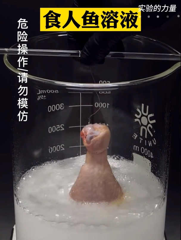化学实验:食人鱼溶液,鸡腿彻底没了