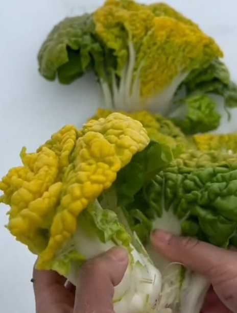 黄心乌它是蔬菜中的“佼佼者”,耐寒可以过冬,正是种植的季节!