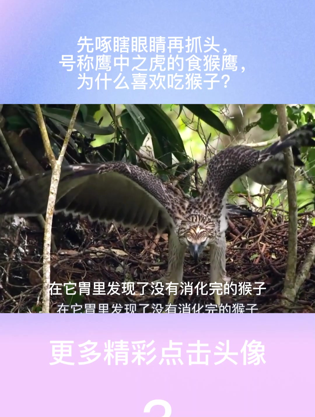 先啄瞎眼睛再抓头,号称鹰中之虎的食猴鹰,为什么喜欢吃猴子?3