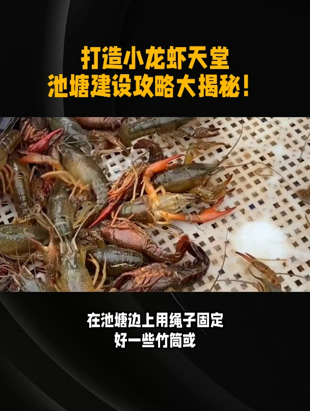 小龙虾微型池塘建造方法