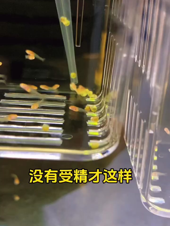 你有没有经历过母鱼生蛋?