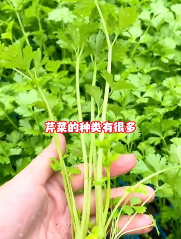 芹菜品种千千万,没想到口感最好竟是黄芹,高温种植依然高产!