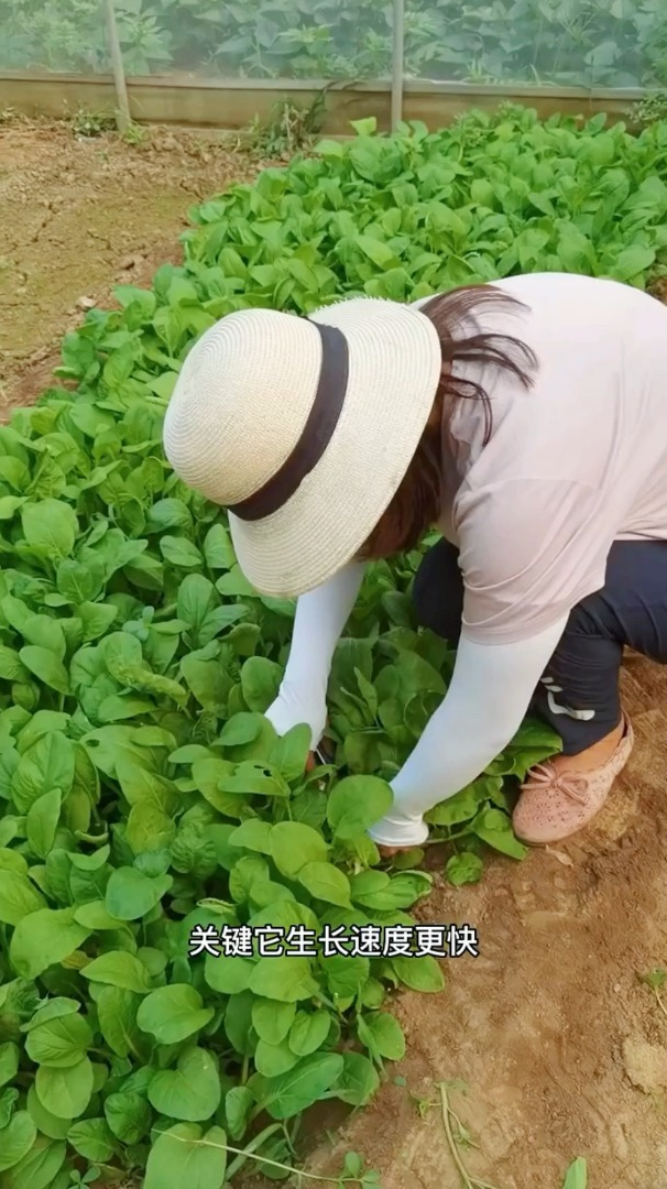 它是小油菜的一种,撒籽就长,20多天就能采收的鸡毛菜你吃过吗?