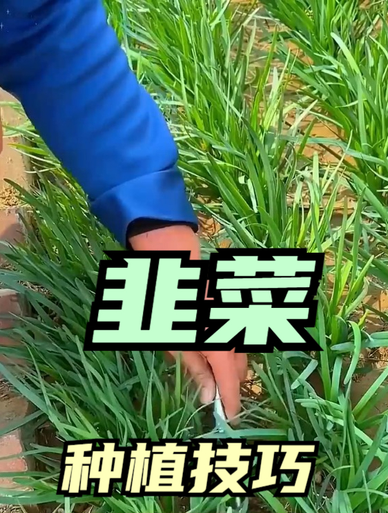 在家种韭菜,只需厨房的2样“东西”,就能轻松收获高产!