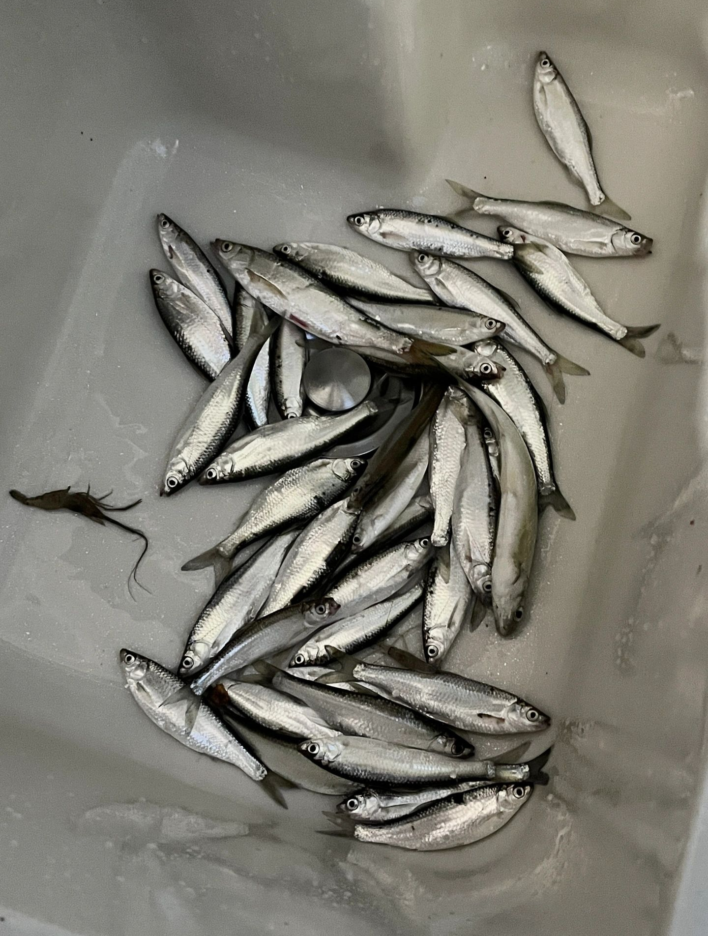 担心在溪流钓鱼鱼不开口的问题吗?只要饵料选对了,就能鱼获翻倍