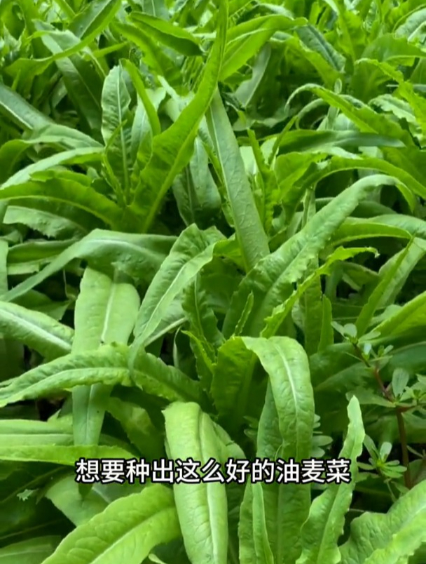 油麦菜种植其实很简单,间苗做到位,长势绿油油