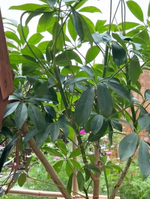 家里有养鸭掌木,修剪要抓住时机,不可乱来!