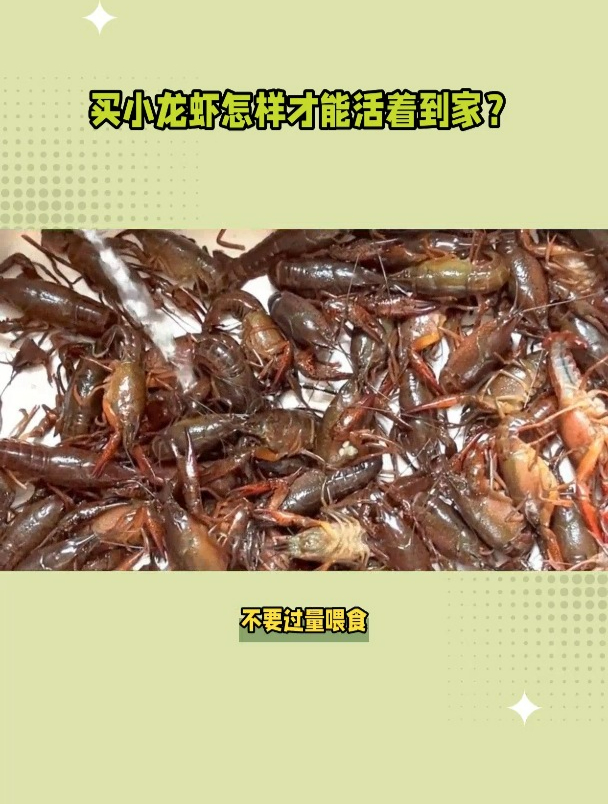如何活着运输小龙虾