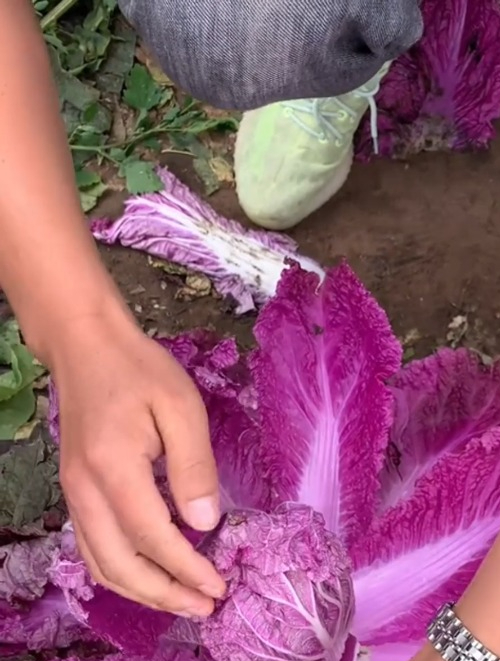 白菜很常见,紫色的您见过吗?除了可以烹调食用外,更适合生吃!