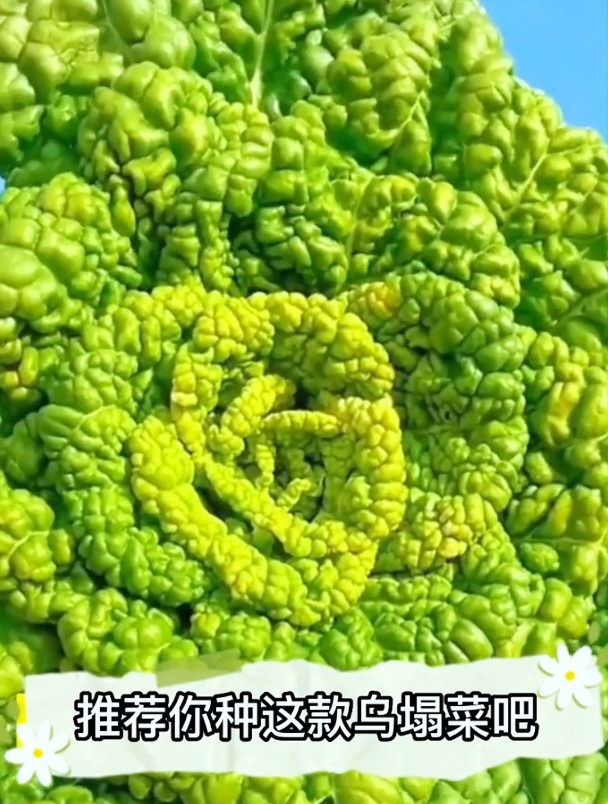 乌塌菜它耐寒性较强,在正确的管理下,能安全过冬
