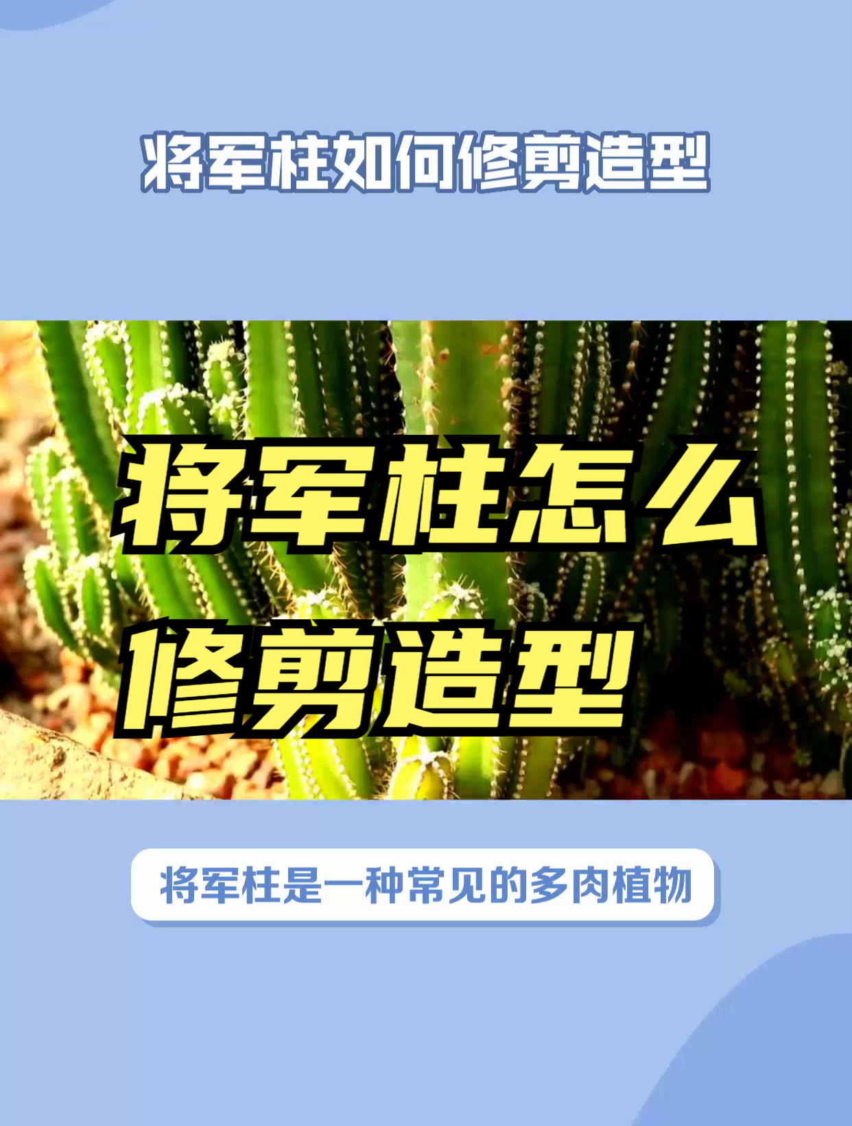 将军柱修剪造型步骤详解!让你轻松掌握修剪过程,打造完美造型!