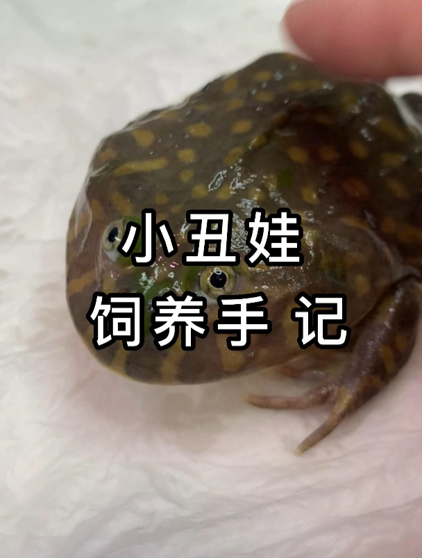 小丑蛙入门饲养手记