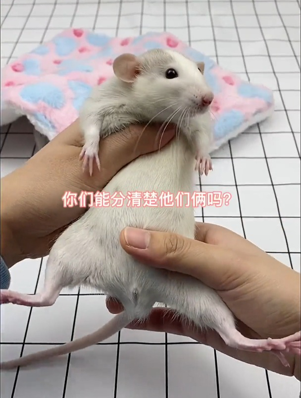 两只新成员终于到家了!你们说给他俩取个什么名字好呢?