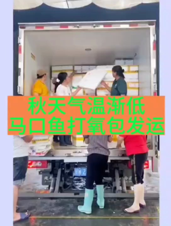 马口鱼秋天冬天能正常养殖吗?