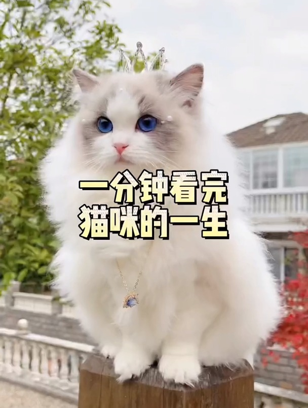 一分钟看完猫咪的一生,你知道猫咪每个阶段该做哪些事了吧