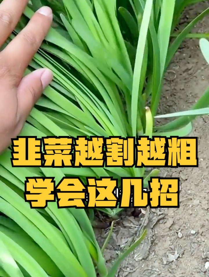 为何韭菜越割越细?注意这3点细节,后期韭菜一茬一茬割不完