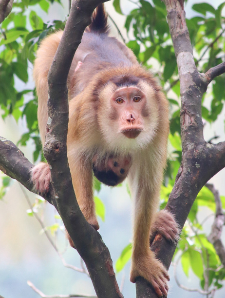 属猴的朋友,这段话再忙也要明白